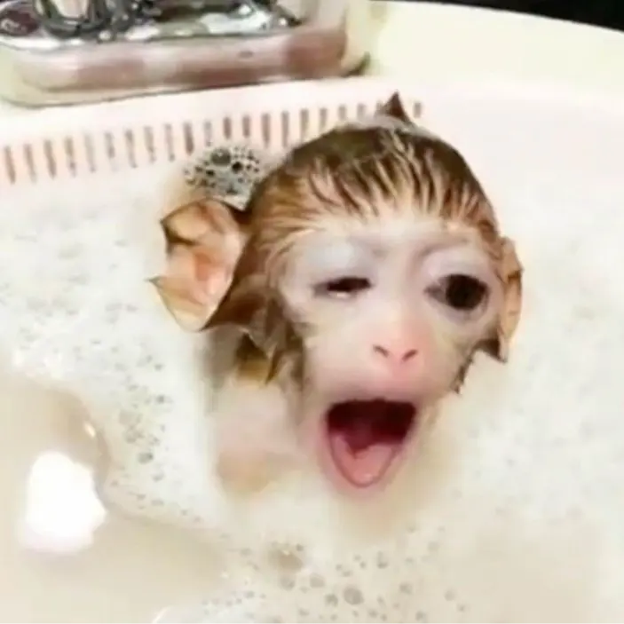 гость писькасиська